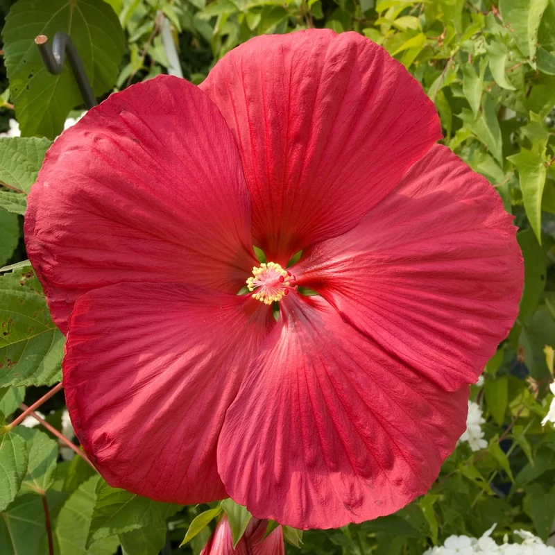 Red Dinner Plate Hibiscus Seeds – Giant Bloom Hardy Perennial