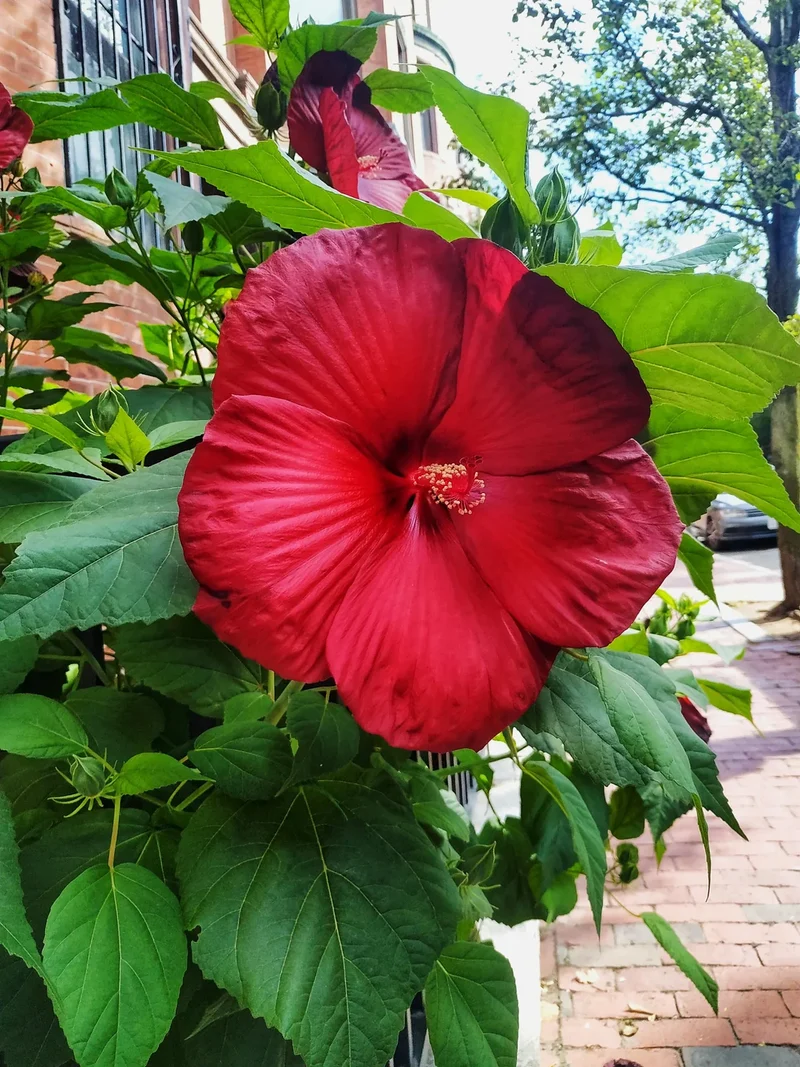 Red Dinner Plate Hibiscus Seeds – Giant Bloom Hardy Perennial