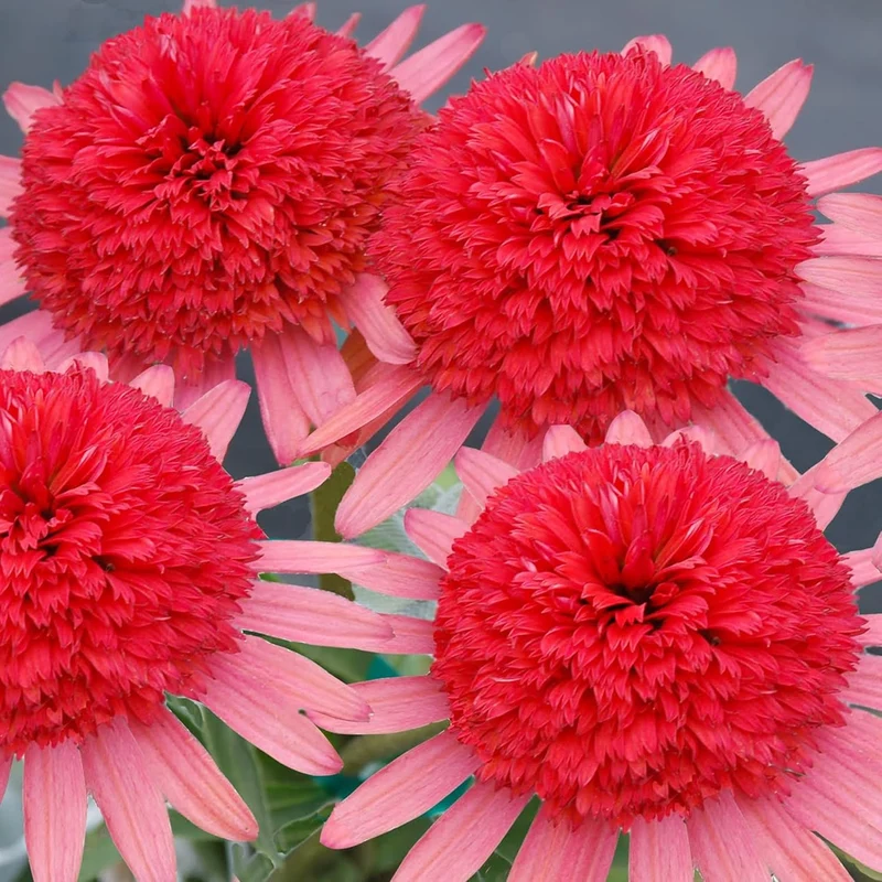 Echinacea Seeds (Secret Passion Echinacea Seeds) - Fragrant Perennial Blooms for Gardens