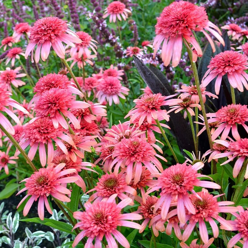 Echinacea Seeds (Secret Passion Echinacea Seeds) - Fragrant Perennial Blooms for Gardens