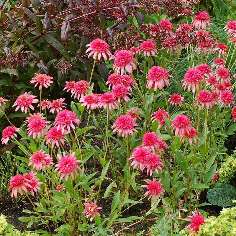 Echinacea Seeds (Secret Passion Echinacea Seeds) - Fragrant Perennial Blooms for Gardens