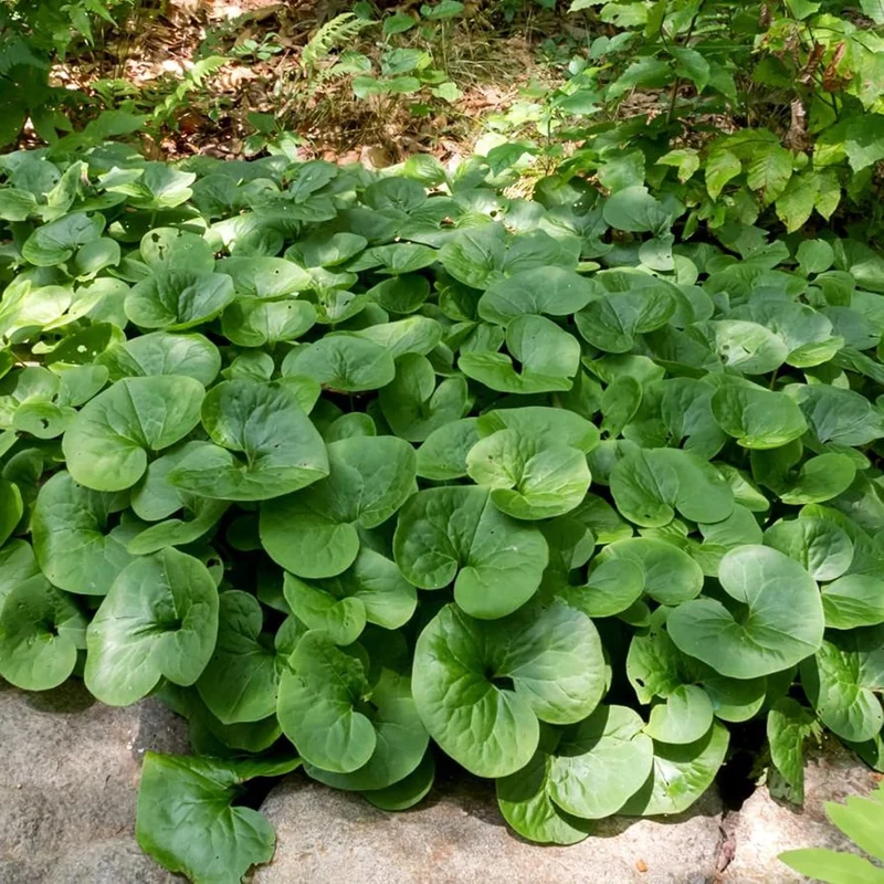 Canadian Wild Ginger Seeds (Asarum Canadense) – Low-Growing Perennial Ground Cover with Attractive Foliage for Shade Gardens