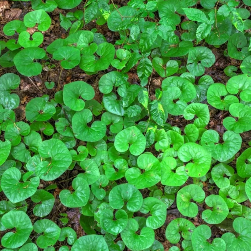 Canadian Wild Ginger Seeds (Asarum Canadense) – Low-Growing Perennial Ground Cover with Attractive Foliage for Shade Gardens