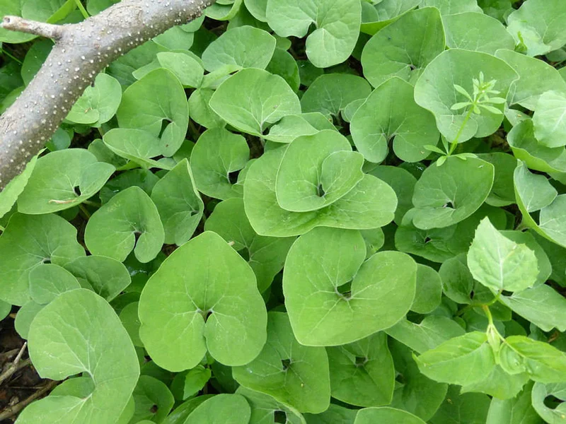 Canadian Wild Ginger Seeds (Asarum Canadense) – Low-Growing Perennial Ground Cover with Attractive Foliage for Shade Gardens