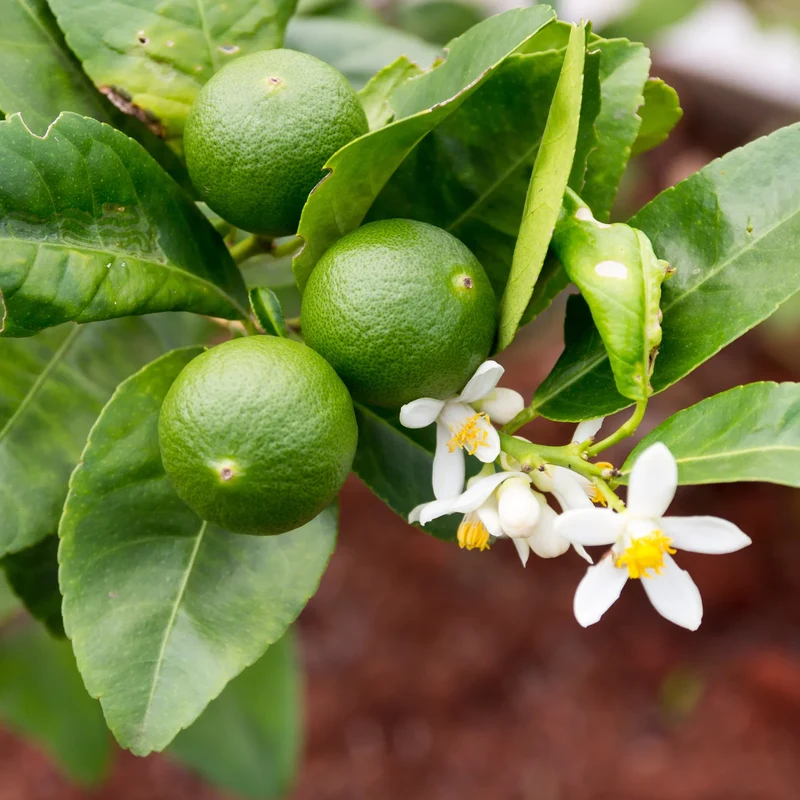 Key Lime Tree Seeds (Citrus aurantifolia) Seeds