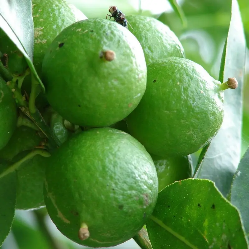 Key Lime Tree Seeds (Citrus aurantifolia) Seeds