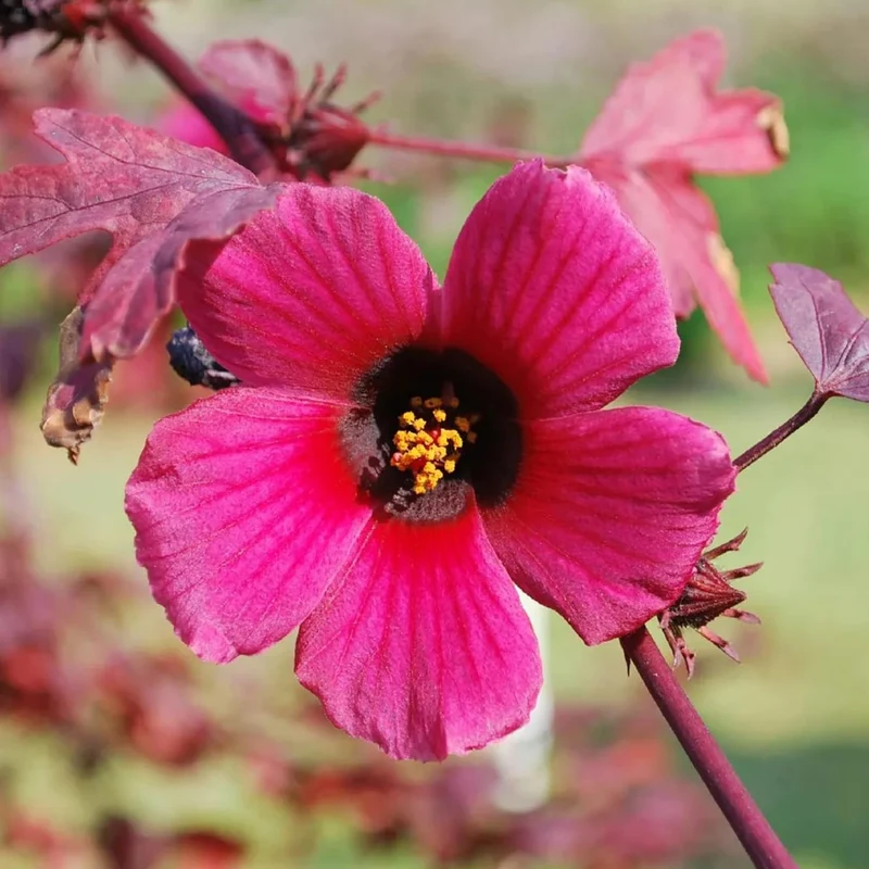 Cranberry Hibiscus Seeds Hibiscus Acetosella Tropical Ornamental Plant for Garden And Landscape, Attracts Pollinators