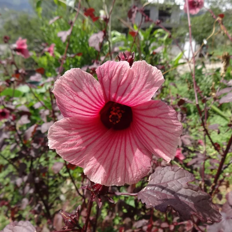 Cranberry Hibiscus Seeds Hibiscus Acetosella Tropical Ornamental Plant for Garden And Landscape, Attracts Pollinators