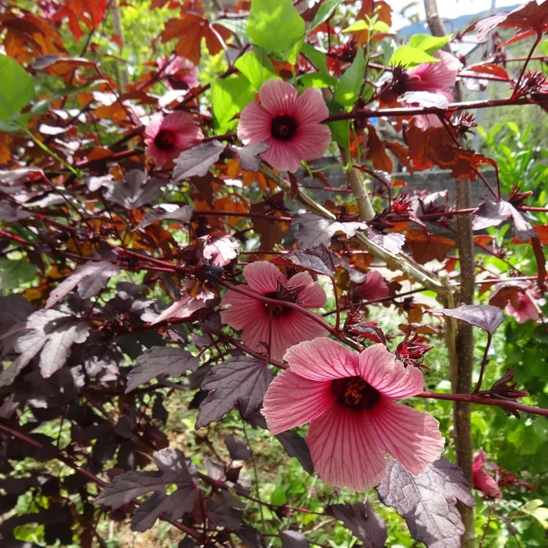 Cranberry Hibiscus Seeds Hibiscus Acetosella Tropical Ornamental Plant for Garden And Landscape, Attracts Pollinators