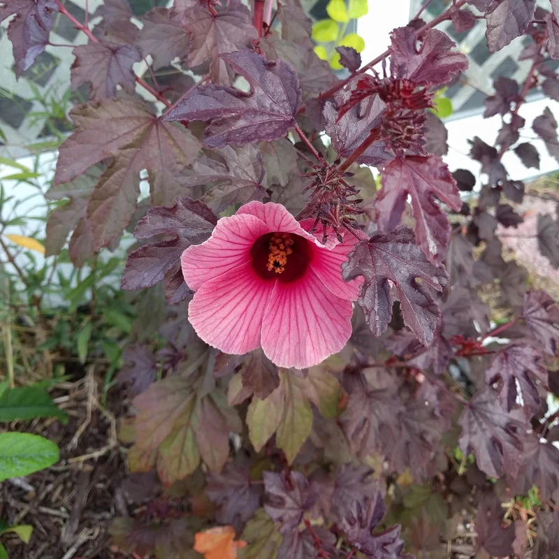 Cranberry Hibiscus Seeds Hibiscus Acetosella Tropical Ornamental Plant for Garden And Landscape, Attracts Pollinators
