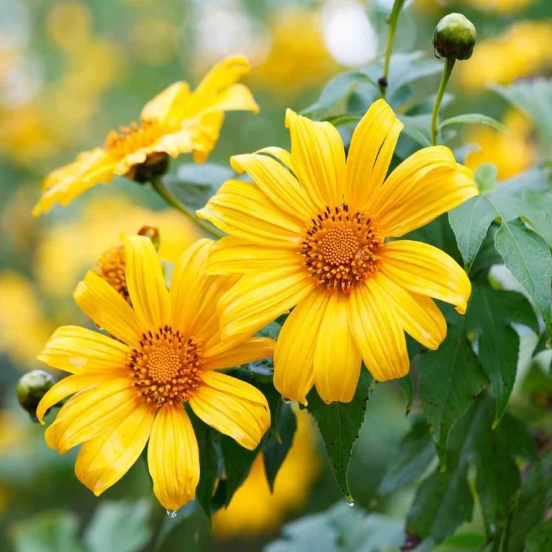 Yellow Mexican Sunflower Seeds, Tithonia Diversifolia, Perennial Flower Seeds to Attract Bees and Butterflies, Ideal for Ornamental Gardens, Beds, Patios
