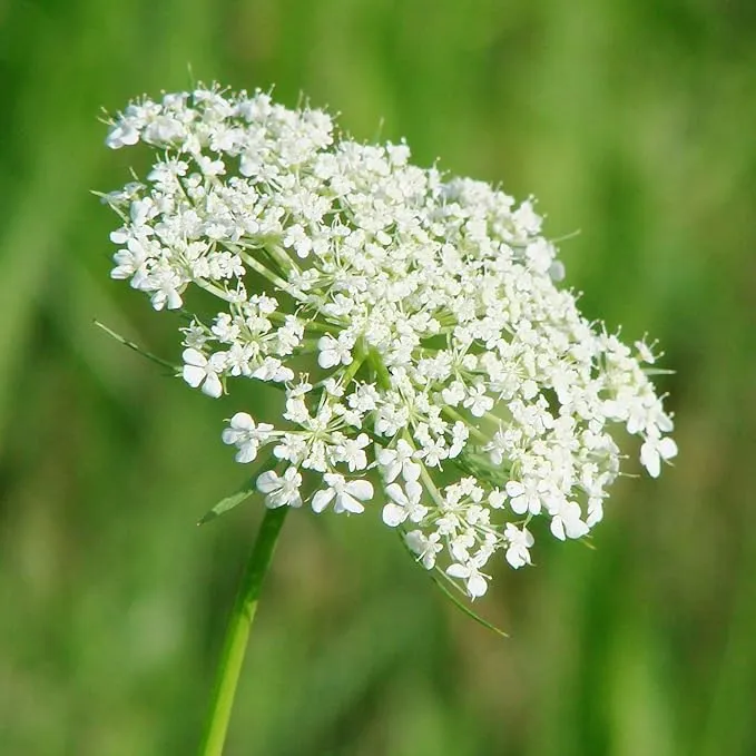 Queen Anne's Lace Seeds - Daucus Carota, Biennial, Pollinator-Friendly, Delicate Beauty with Unique Growth Pattern