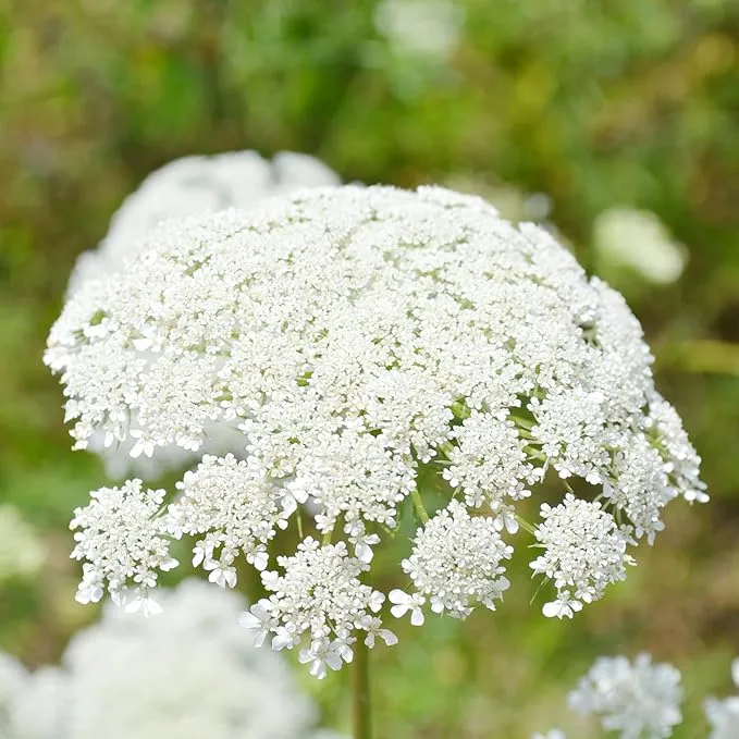 Queen Anne's Lace Seeds - Daucus Carota, Biennial, Pollinator-Friendly, Delicate Beauty with Unique Growth Pattern