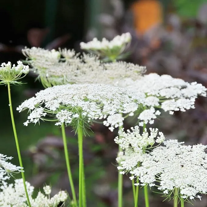 Queen Anne's Lace Seeds - Daucus Carota, Biennial, Pollinator-Friendly, Delicate Beauty with Unique Growth Pattern