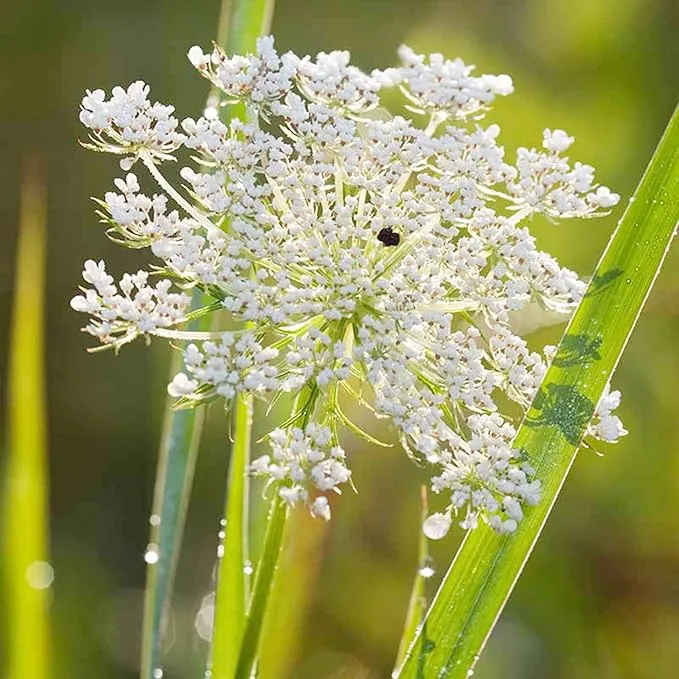 Queen Anne's Lace Seeds - Daucus Carota, Biennial, Pollinator-Friendly, Delicate Beauty with Unique Growth Pattern