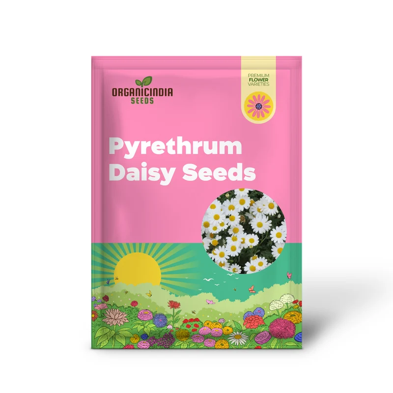 Pyrethrum Daisy Seeds Tanacetum Cinerariifolium, Showy Perennial, Aromatic Drought-Tolerant Cut Flowers for Outdoor Beds, 500 Pcs