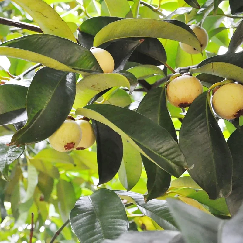 Mangosteen Seeds - Sweet Evergreen Tropical Fruit, GMO-Free for Garden