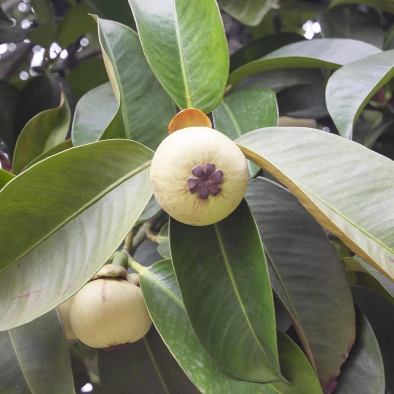 Mangosteen Seeds - Sweet Evergreen Tropical Fruit, GMO-Free for Garden