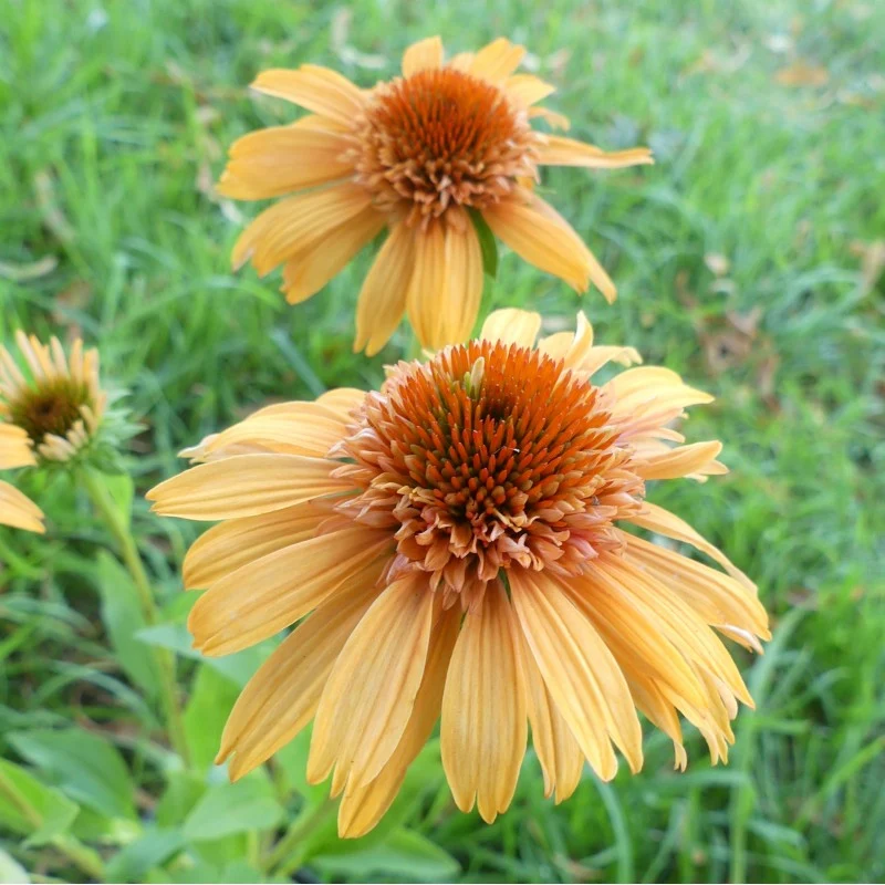 Echinacea 'Supreme Cantaloupe' Flower Seeds - Vibrant Orange-Red Coneflower