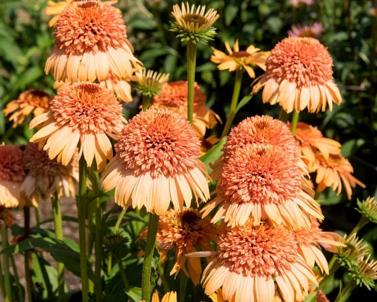 Echinacea 'Supreme Cantaloupe' Flower Seeds - Vibrant Orange-Red Coneflower
