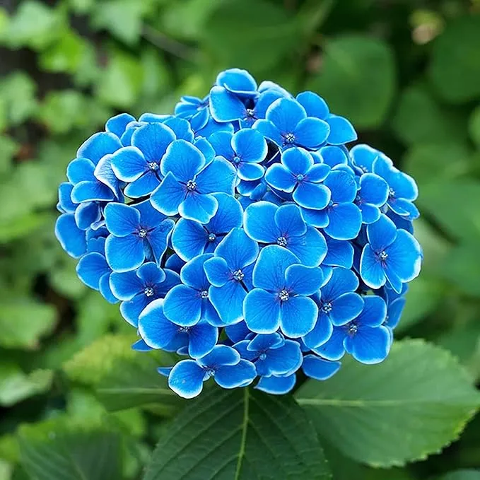 Blue Hydrangea Seeds - Bigleaf Hydrangea Macrophylla, Rare Hardy Deciduous Shrub, Non-GMO Garden Flower Plant