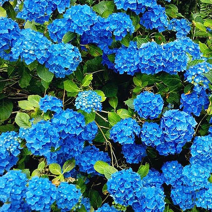 Blue Hydrangea Seeds - Bigleaf Hydrangea Macrophylla, Rare Hardy Deciduous Shrub, Non-GMO Garden Flower Plant