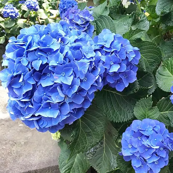 Blue Hydrangea Seeds - Bigleaf Hydrangea Macrophylla, Rare Hardy Deciduous Shrub, Non-GMO Garden Flower Plant