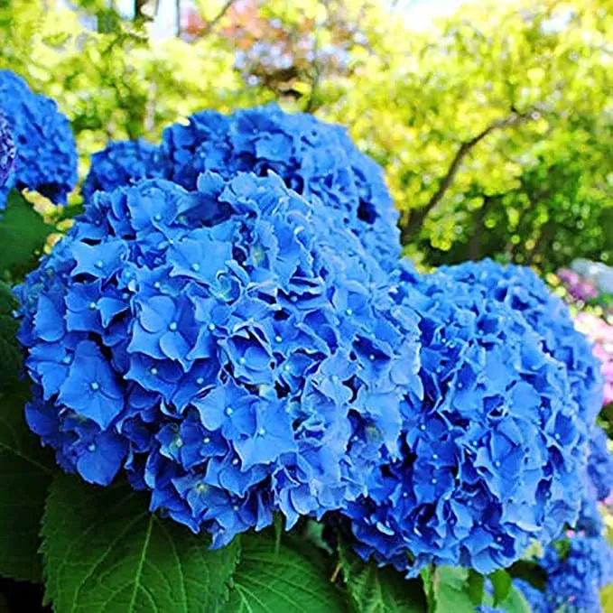 Blue Hydrangea Seeds - Bigleaf Hydrangea Macrophylla, Rare Hardy Deciduous Shrub, Non-GMO Garden Flower Plant