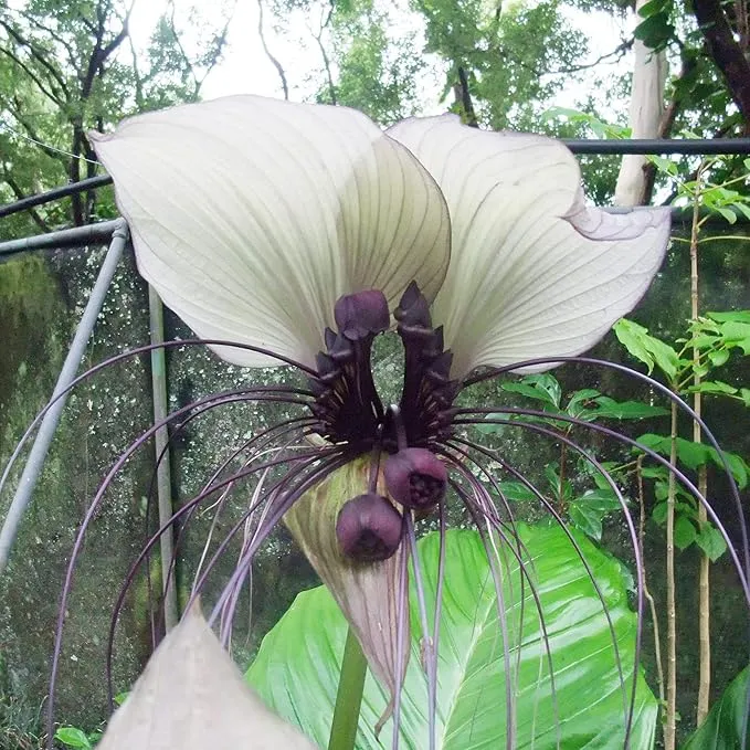 White Batflower Tacca Integrifolia Seeds Tropical Ornamental Indoor Plant, GMO-Free, 5 Pcs
