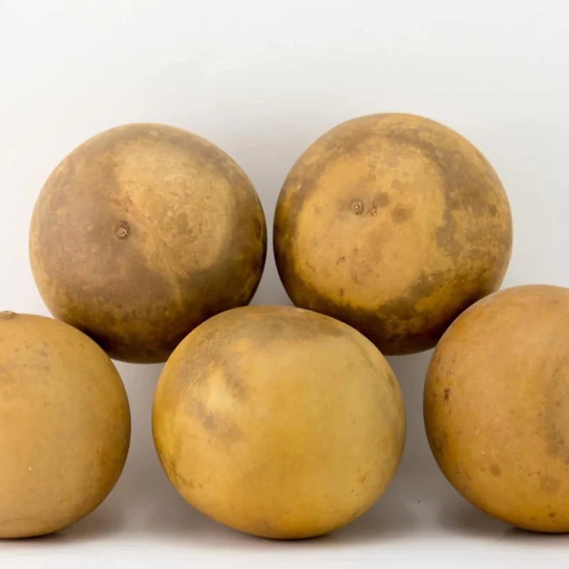 Cannonball Gourd Seeds Ideal for Birdhouses, Ornamental Edible Garden And Outdoor Trellis