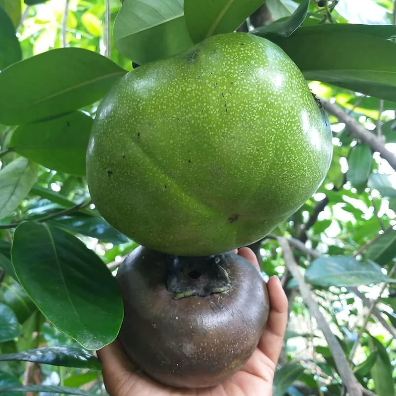 Diospyros Digyna Seeds - Black Sapote, Rich Dark Brown Flesh, Culinary Uses