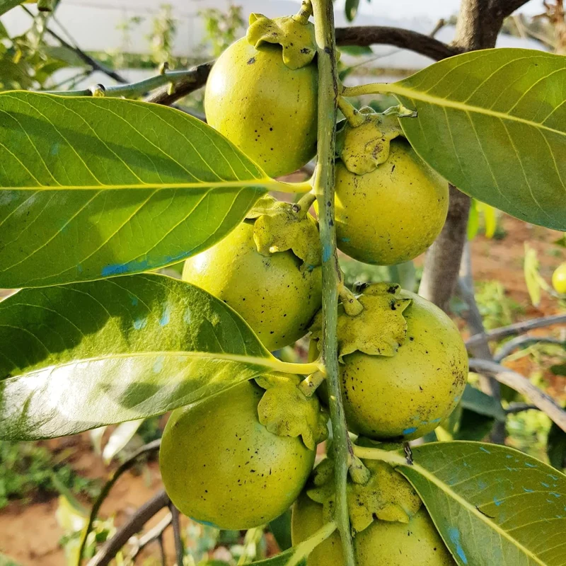 Diospyros Digyna Seeds - Black Sapote, Rich Dark Brown Flesh, Culinary Uses