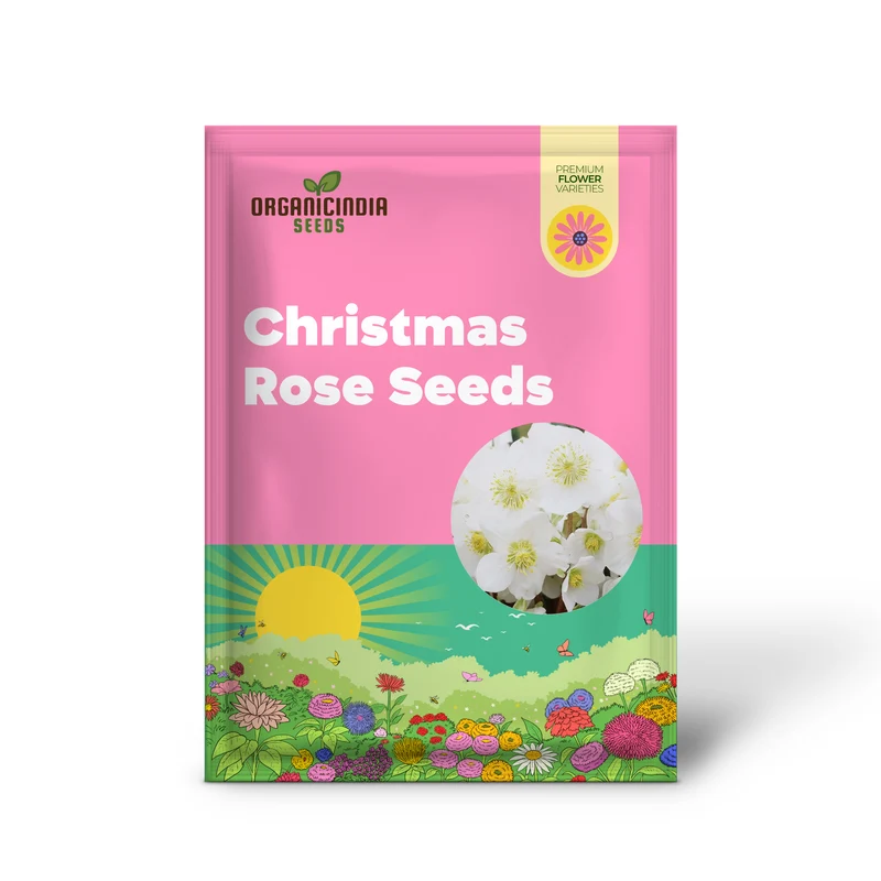 Christmas Rose Seeds (Helleborus Niger Seeds) - GMO-Free Perennial for Outdoor Borders & Beds