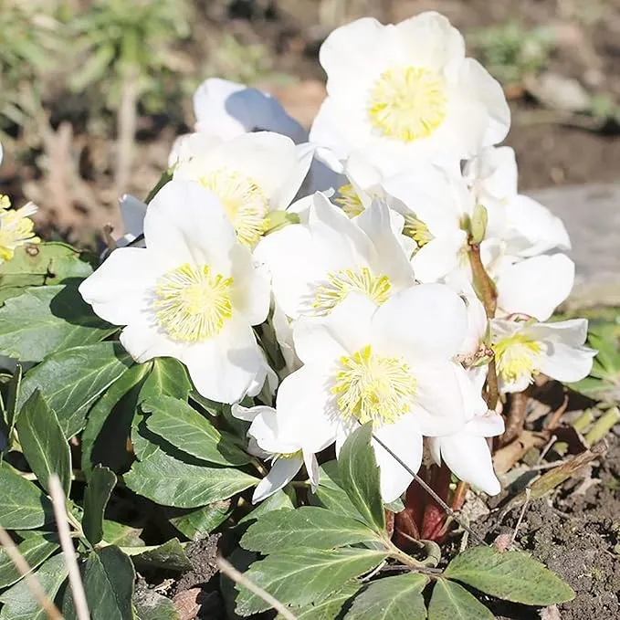 Christmas Rose Seeds (Helleborus Niger Seeds) - GMO-Free Perennial for Outdoor Borders & Beds