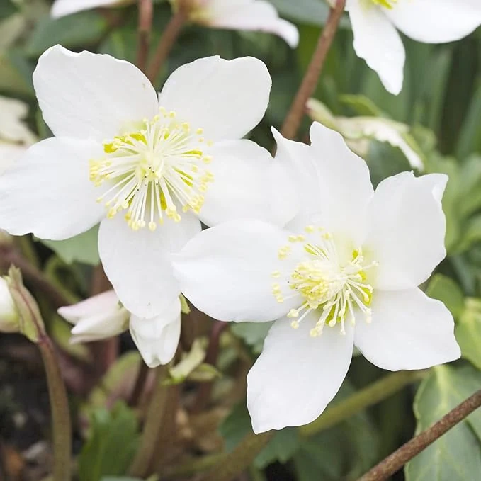 Christmas Rose Seeds (Helleborus Niger Seeds) - GMO-Free Perennial for Outdoor Borders & Beds
