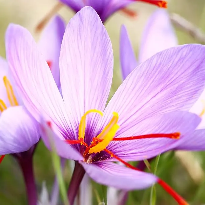Garden Saffron Bulbs, Perennial, Non GMO, Drought Tolerant, Ideal for Container Gardens