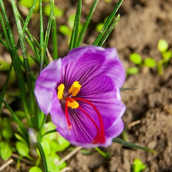 Garden Saffron Bulbs, Perennial, Non GMO, Drought Tolerant, Ideal for Container Gardens