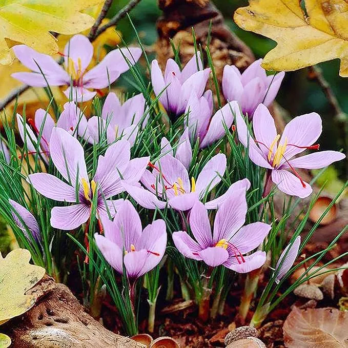 Garden Saffron Bulbs, Perennial, Non GMO, Drought Tolerant, Ideal for Container Gardens