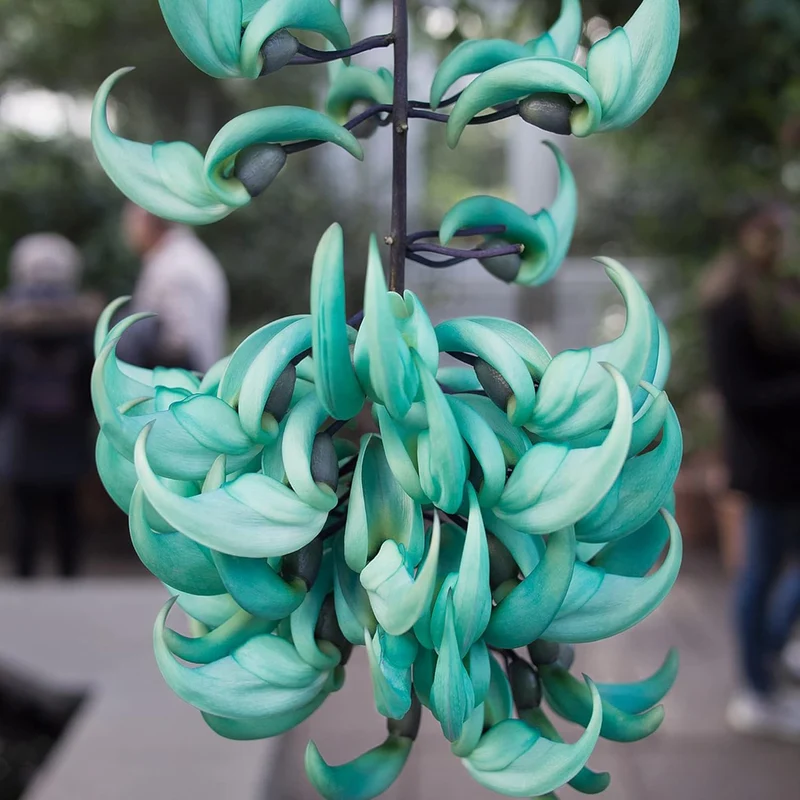 Jade Vine Seeds Strongylodon Macrobotrys Perennial Woody Vine for Ornamental Patio
