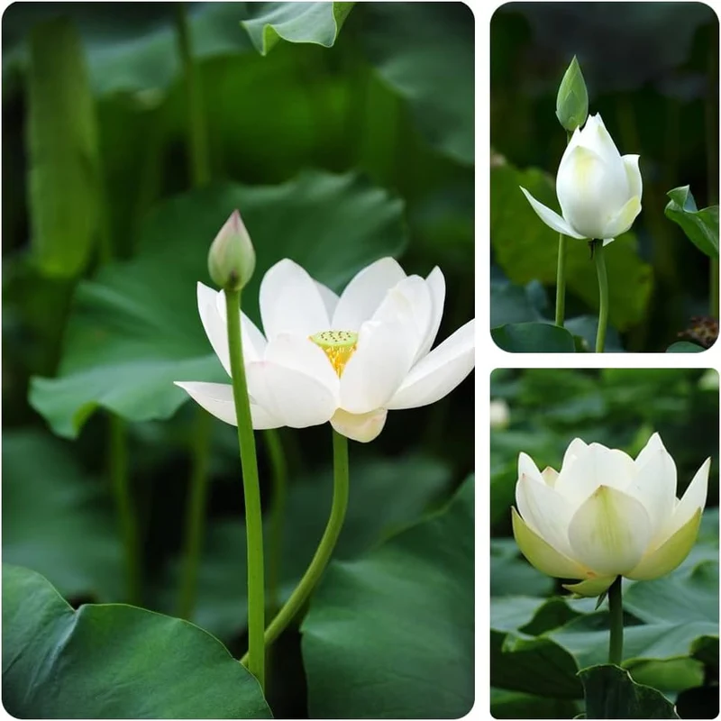 Lotus Seeds (Open Mouth Bonsai Lotus Seeds) - Compact Decorative Water Lily Blooms