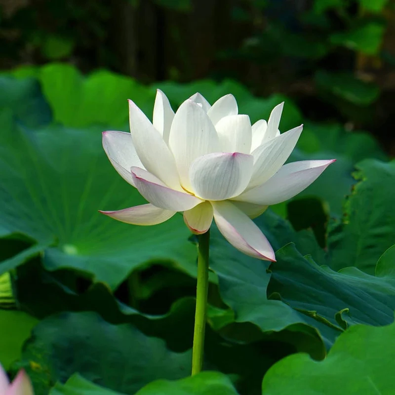 Lotus Seeds (Open Mouth Bonsai Lotus Seeds) - Compact Decorative Water Lily Blooms