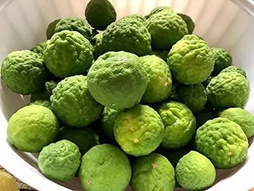Kaffir Lime Tree Seeds for Planting–Flowering & Fruiting Variety, Guaranteed Quality