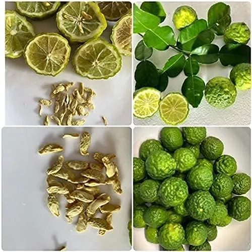 Kaffir Lime Tree Seeds for Planting–Flowering & Fruiting Variety, Guaranteed Quality