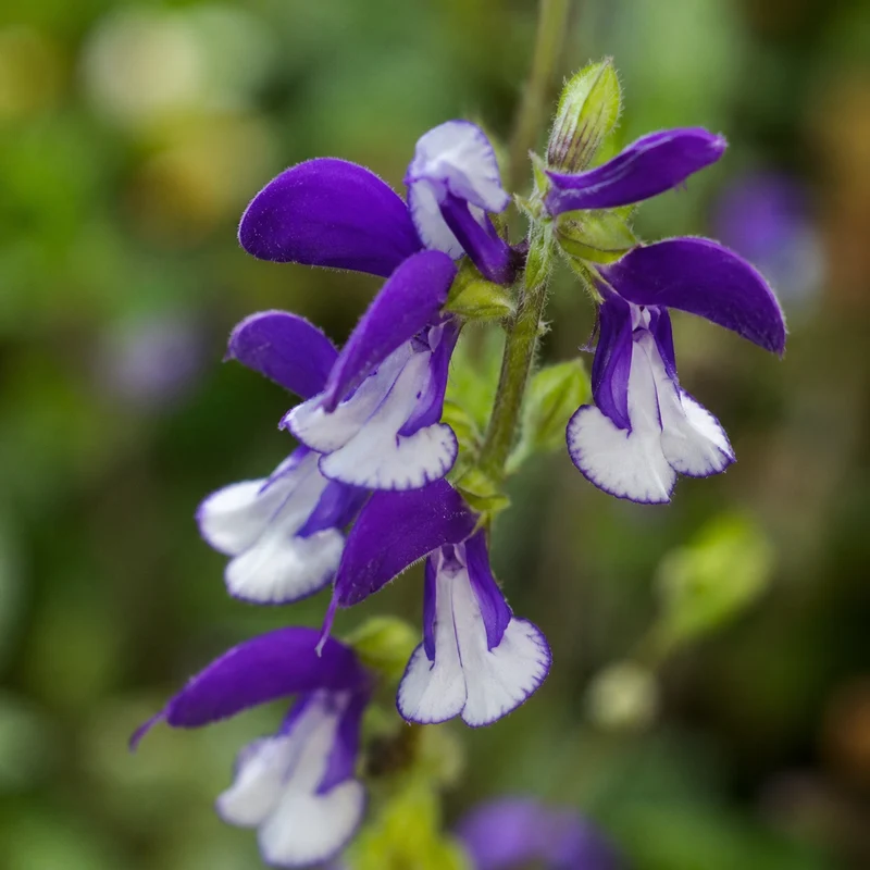 Sauge vivace ‘Madeline’ (Salvia patens 'Madeline')