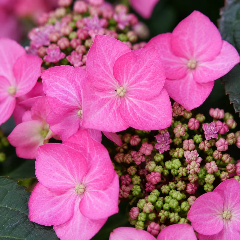 Hortensia ‘Tuff Stuff Top Fun’ ( Hydrangea serrata ‘Tuff Stuff Top Fun’)