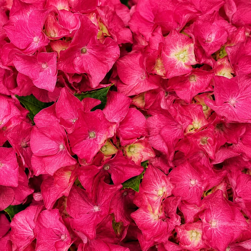 Hortensia ‘Wee Bit Grumpy’ ( Hydrangea macrophylla ‘Wee Bit Grumpy’)