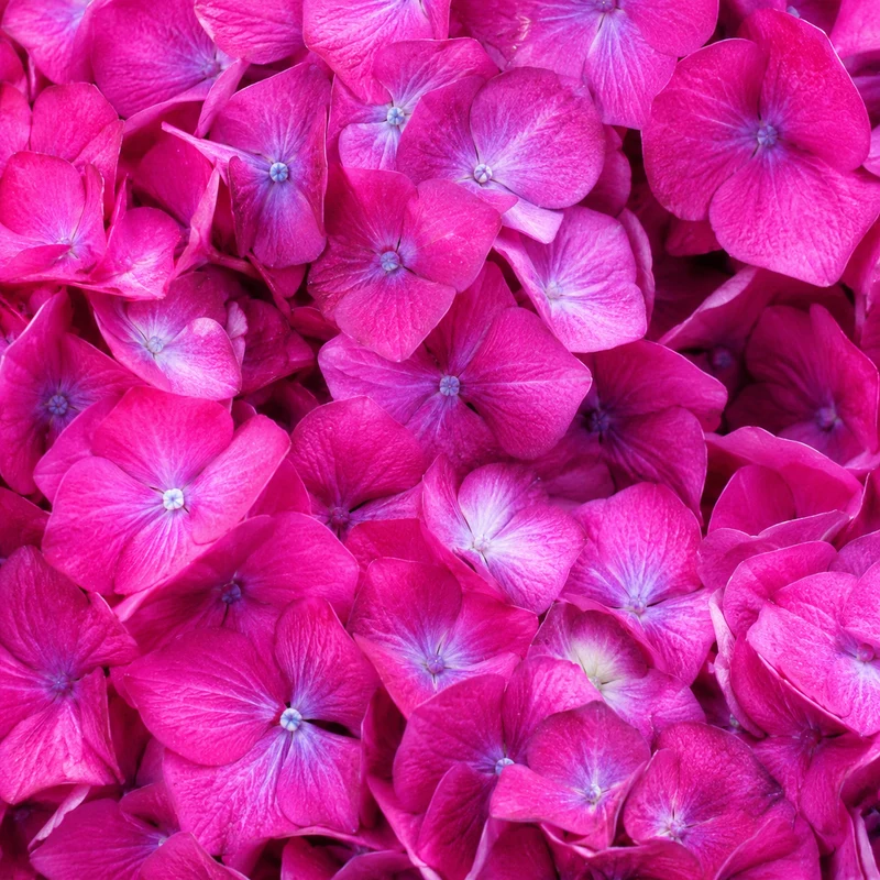 Hortensia ‘Wee Bit Giddy’ ( Hydrangea macrophylla ‘Wee Bit Giddy’)