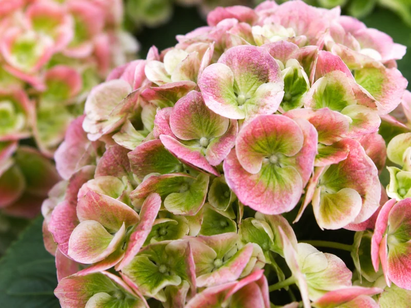 Hortensia ‘Everlasting Amethyst’ ( Hydrangea macrophylla ‘Everlasting Amethyst’)