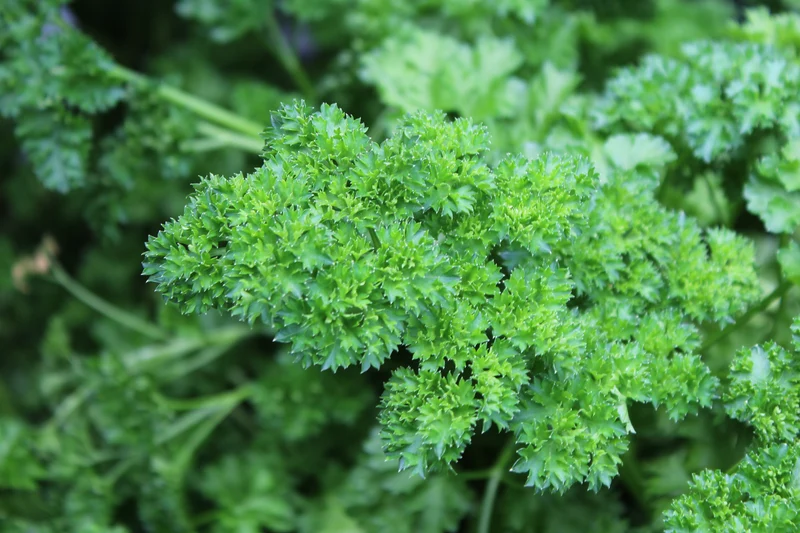 Persil frisé 'Forest Green'