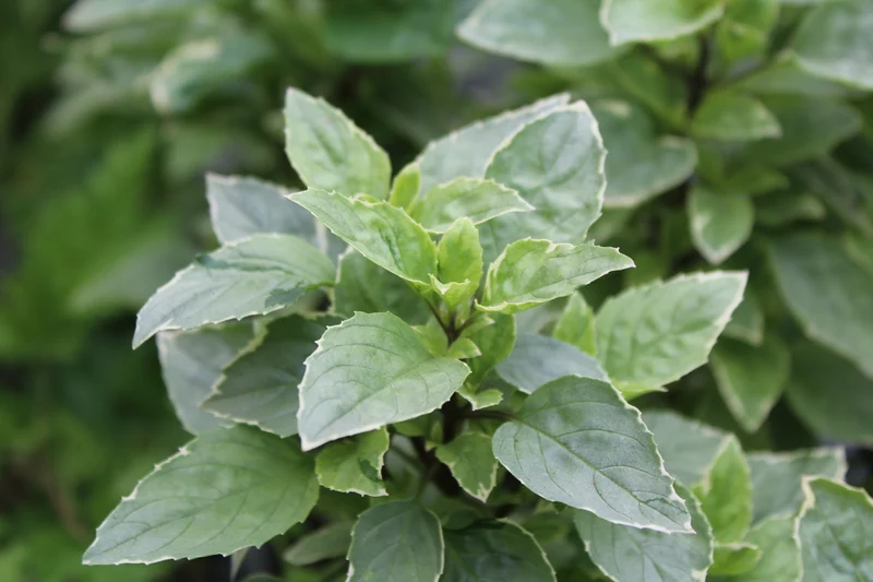 Basilic 'Dolce Fresca'